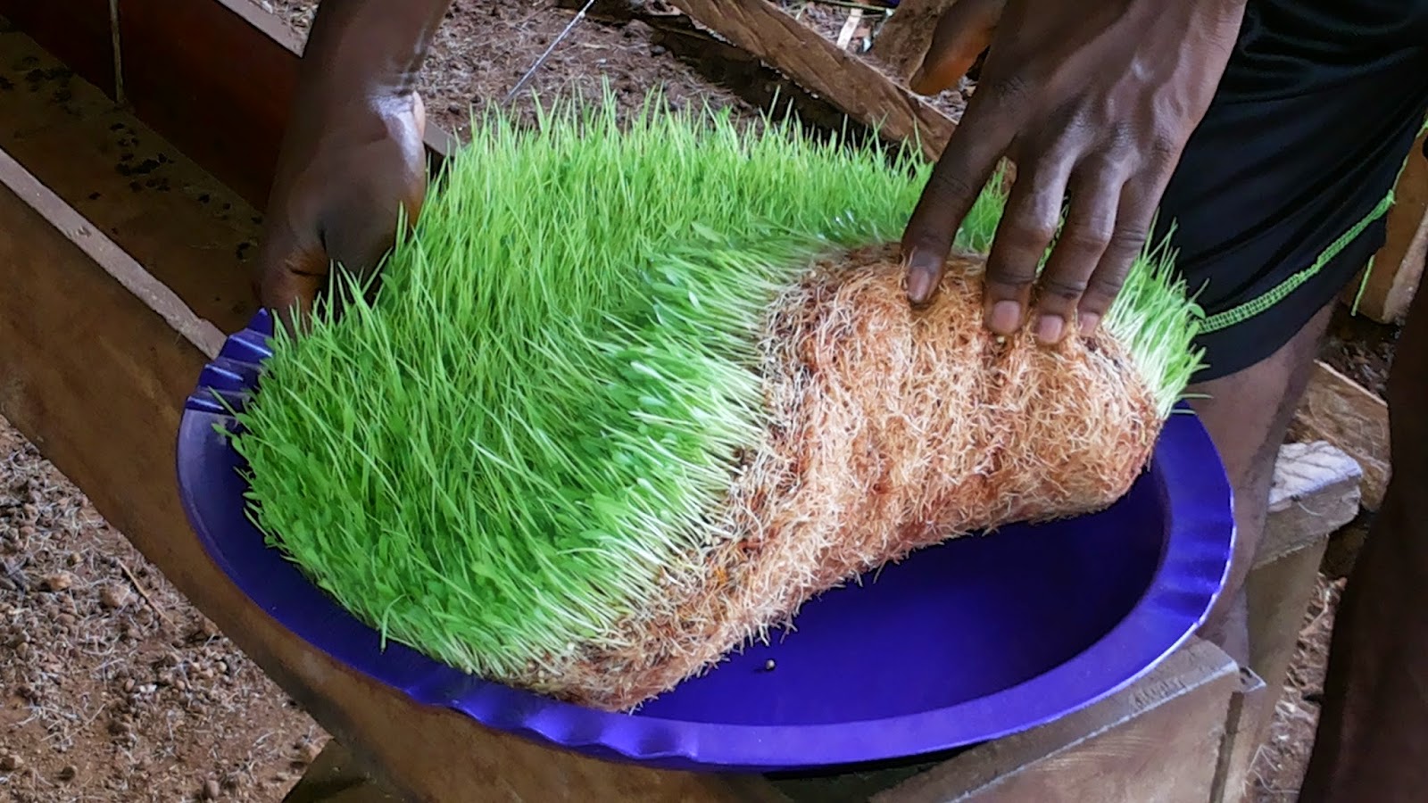 Formation Germination de Graines pour le Bétail