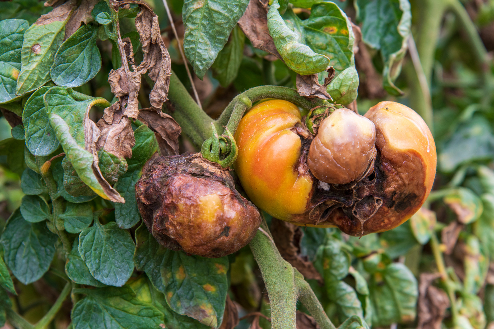 Formation Mildiou de la Tomate