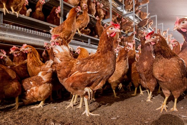 Formation Élevage de Poules Pondeuses