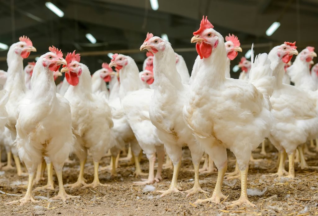 Formation Élevage de Poulets de Chair