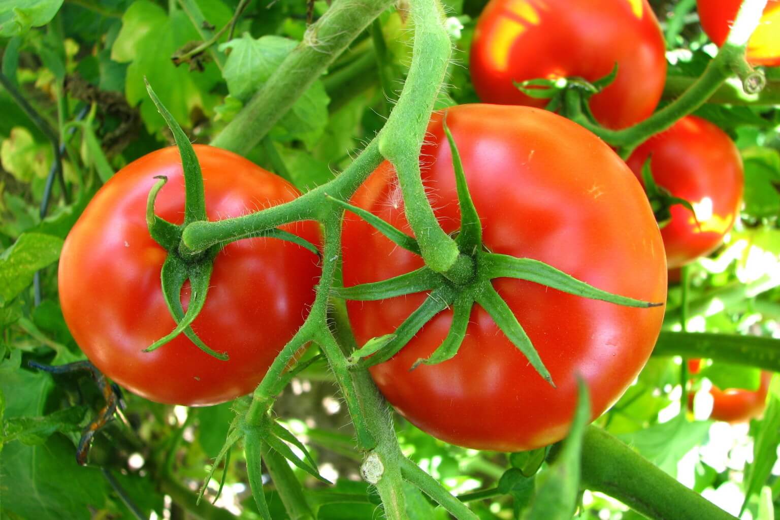 Formation Culture de la Tomate