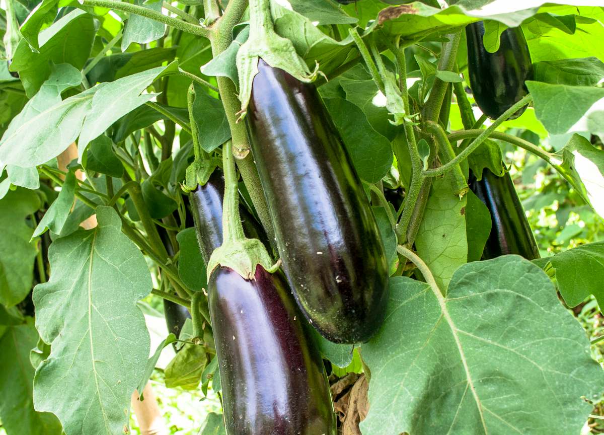 Culture de l'Aubergine