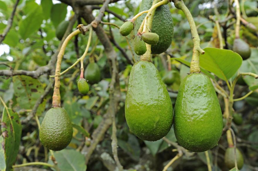 Culture de l'Avocat
