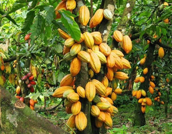 Culture du Cacao