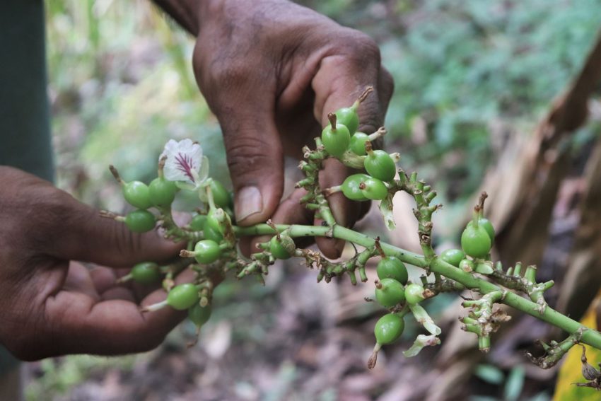 Culture de la Cardamome