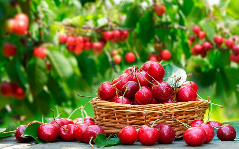 Culture de la Cerise