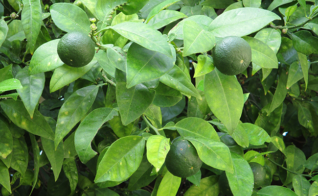 Culture du Citron vert