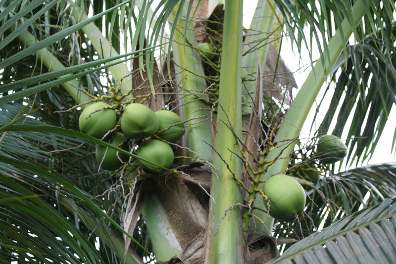 Culture du Cocotier