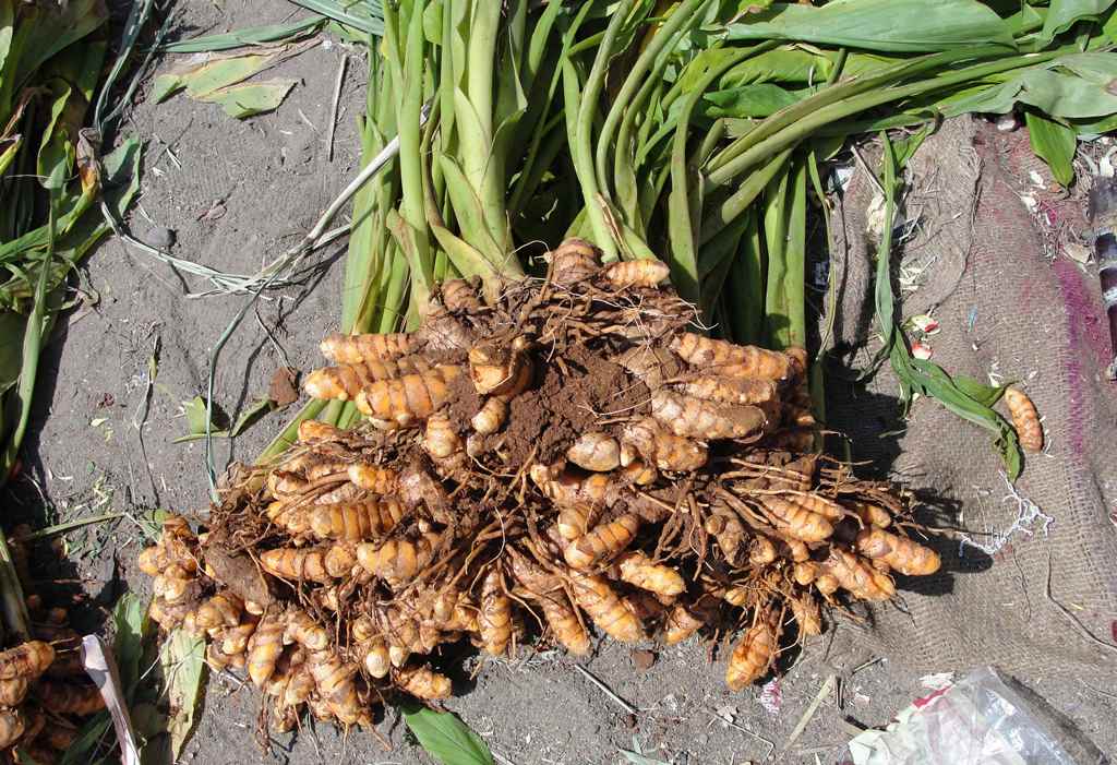 Culture du Curcuma