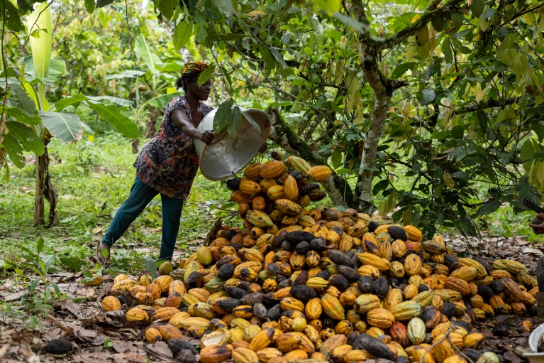 Formation Valorisation des Cabosses de Cacao en Charbon Bio