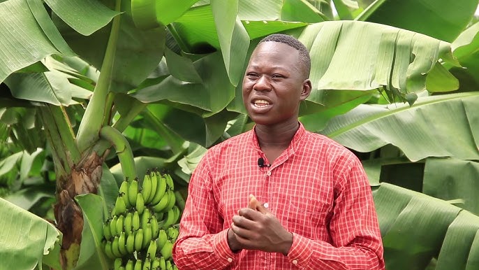 Formation sur la Culture et la Gestion d'un Champ de Bananeraie au Burkina