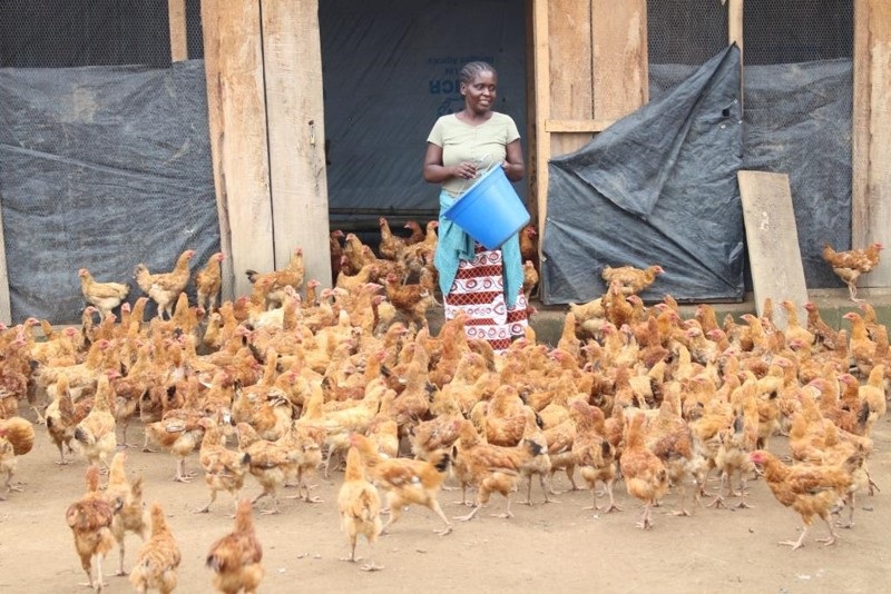 Formation sur l'Élevage des Poules Pondeuses en Semi-Liberté