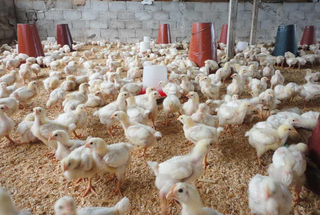 Formation sur l'Élevage des Poulets de Chair en Semi-Liberté