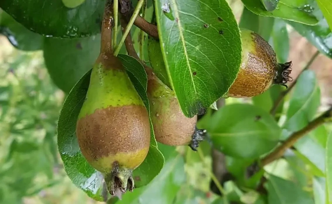 Formation en Gestion et Traitement Bio des Maladies et Ravageurs des Cultures Fruitières