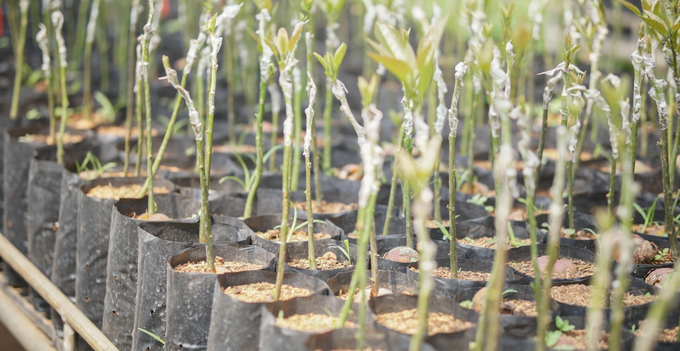 Formation sur la Mise en Place d'une Pépinière de Plants Greffés