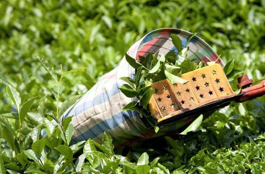 Formation sur la Culture, Transformation et Commercialisation du Thé Vert