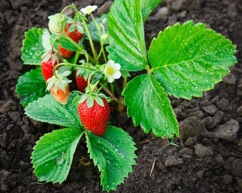 Culture des Fraises