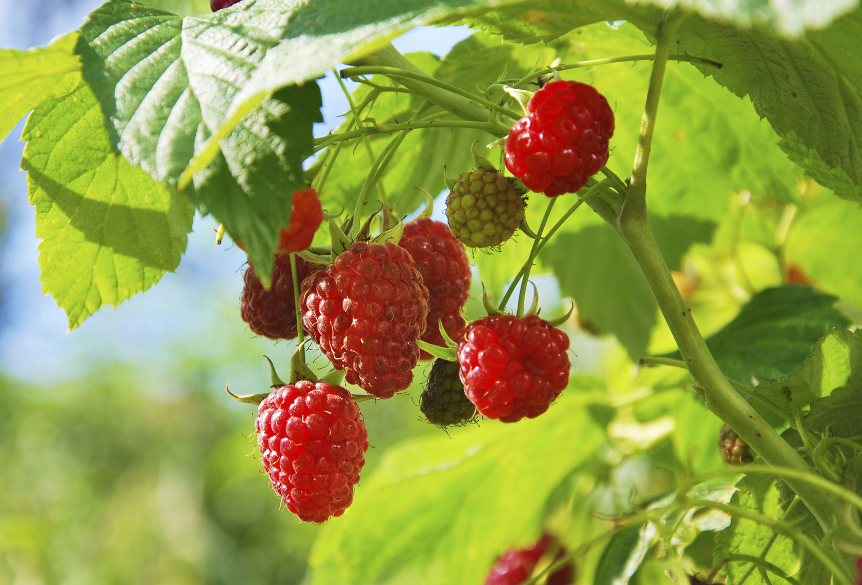 Culture de la Framboise