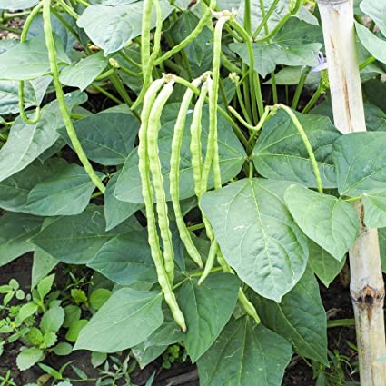 Culture des Haricots Verts