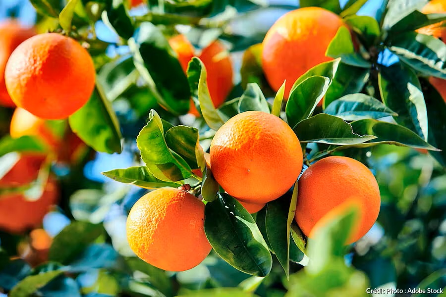 Culture de la Mandarine