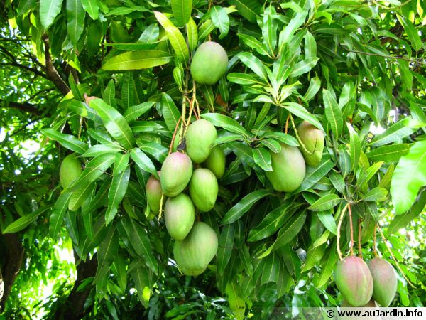 Culture de la Mangue