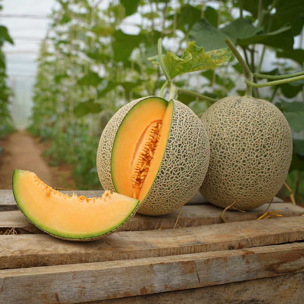 Culture du Melon