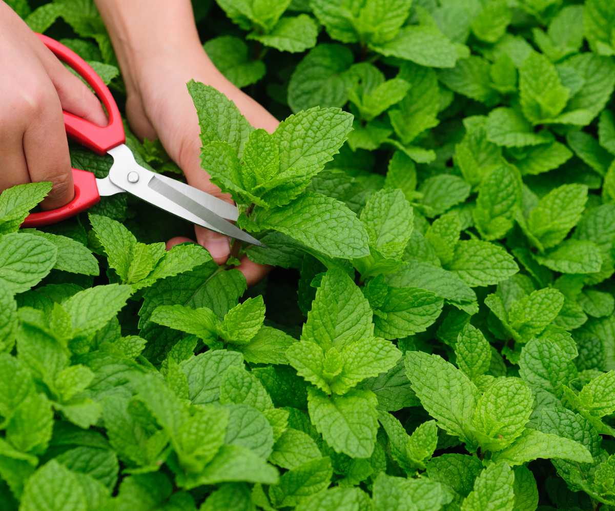 Culture de la Menthe
