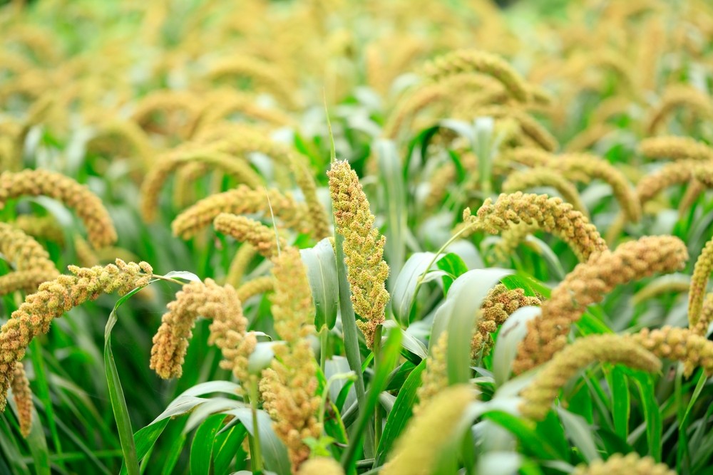 Culture du Millet