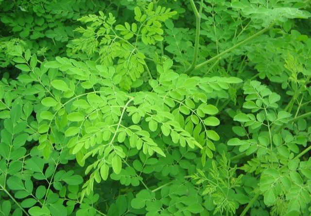 Culture du Moringa