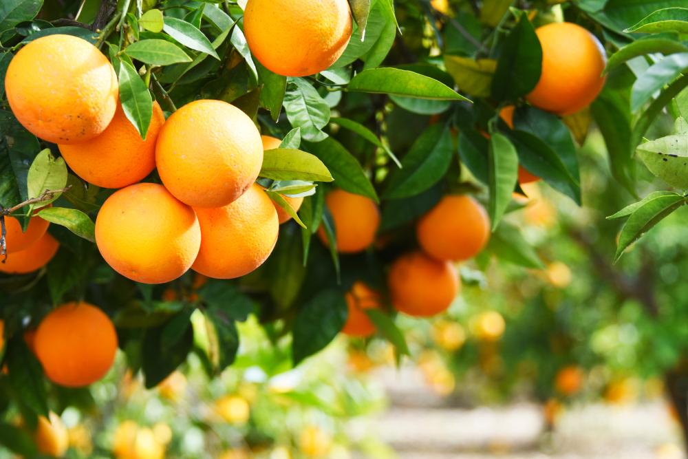 Culture de l'Orange