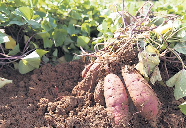 Culture de la Patate Douce