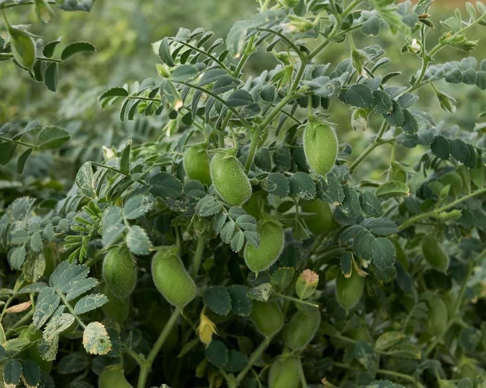 Culture des Pois Chiches