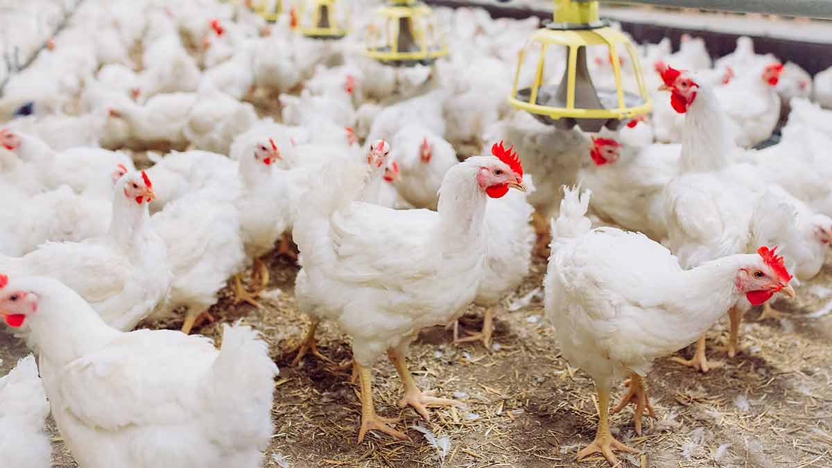 Élevage de Poulets de Chair