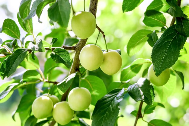 Culture des Prunes