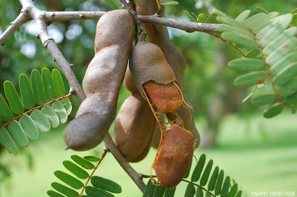 Culture du Tamarin