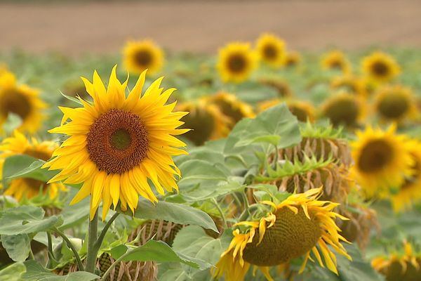 Culture du Tournesol