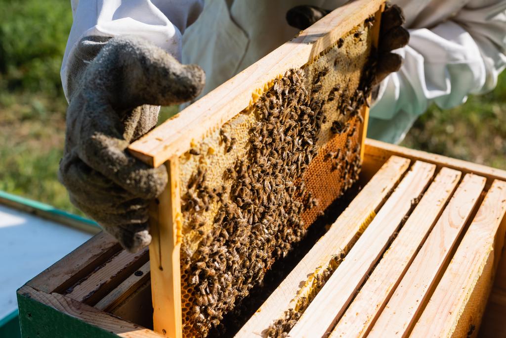 Apiculture (Élevage des abeilles)