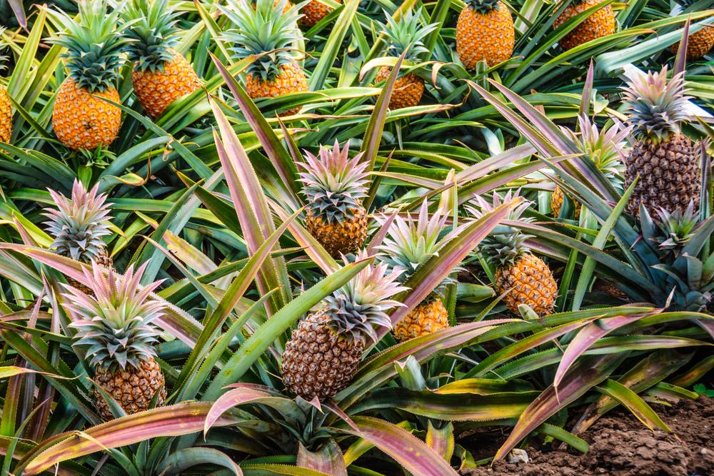 Culture de l'ananas