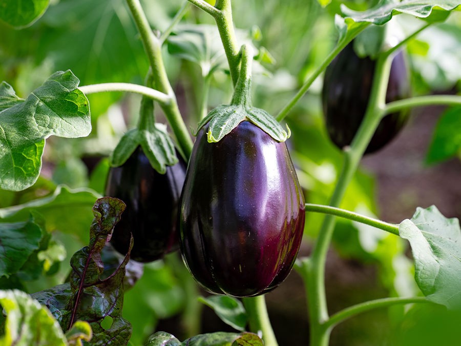 Culture de l'aubergine
