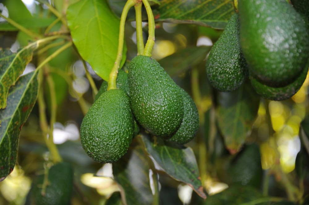 Culture de l'avocat