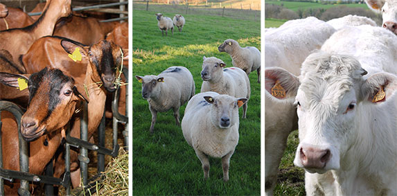 Guide pratique – Embouche mixte bovins et caprins 🐄🐐