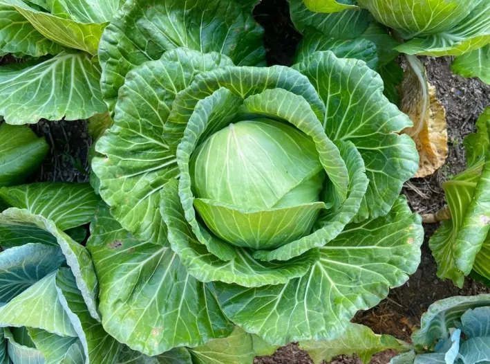 Guide pratique - Culture du chou