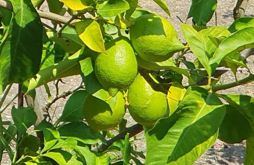 Culture du citron