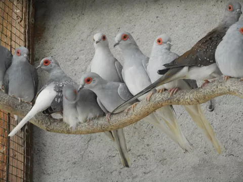 Guide pratique – Élevage de colombes