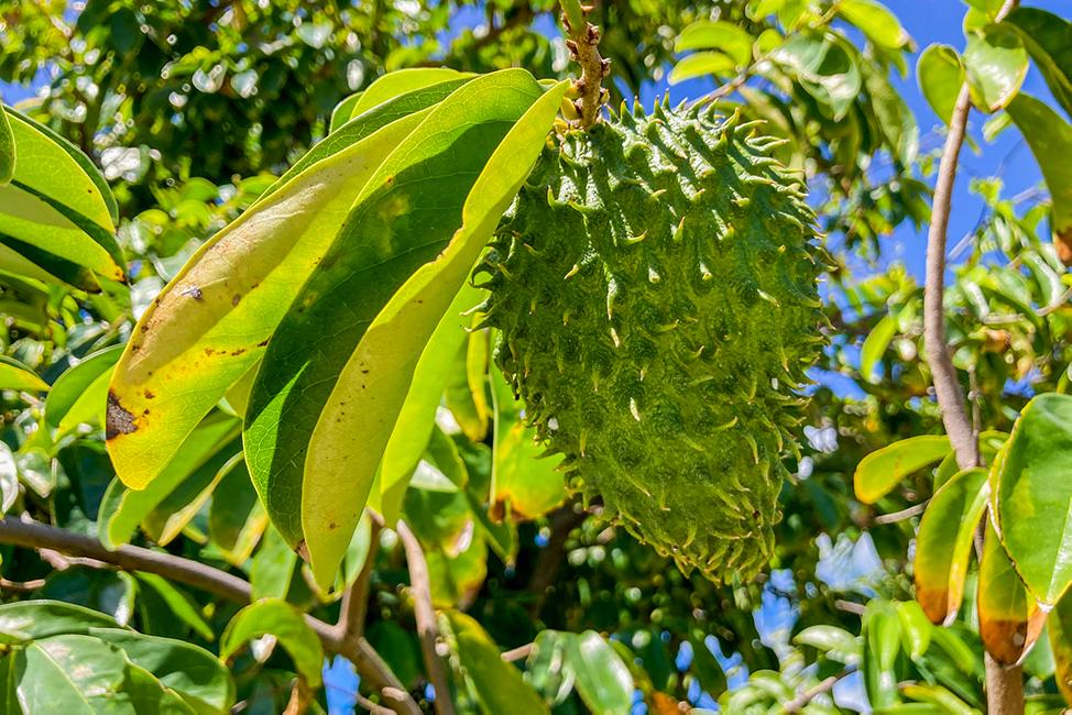 Guide pratique – Culture du corossol 🌳