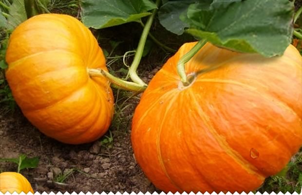 Culture de la courge