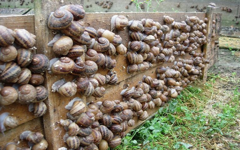 Élevage d'escargots