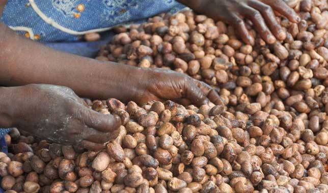 Guide pratique – Culture et valorisation du karité 🌰