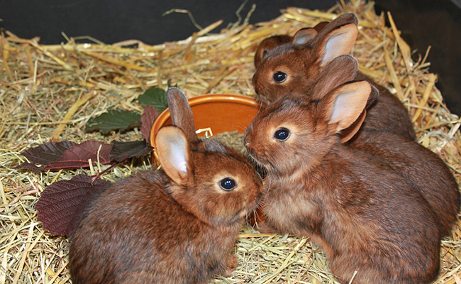 Élevage de lapins