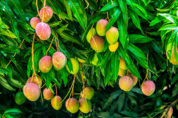 Culture de la mangue